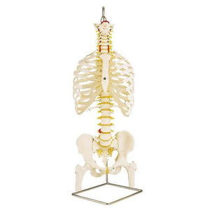 3B Scientific Classic Flexible Spine Model with Ribs and Femur Heads