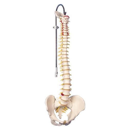 3B Scientific Classic Flexible Spine Model