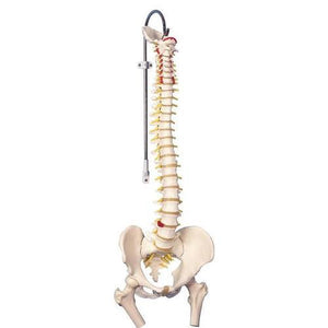 3B Scientific Classic Flexible Spine Model with Femur Heads