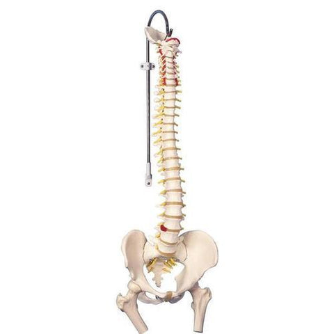 Image of 3B Scientific Classic Flexible Spine Model with Femur Heads