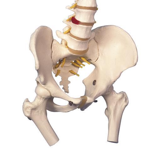 3B Scientific Classic Flexible Spine Model with Femur Heads
