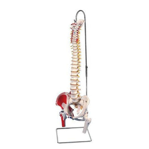 3B Scientific Classic Flexible Spine Model with Femur Heads and Painted Muscles