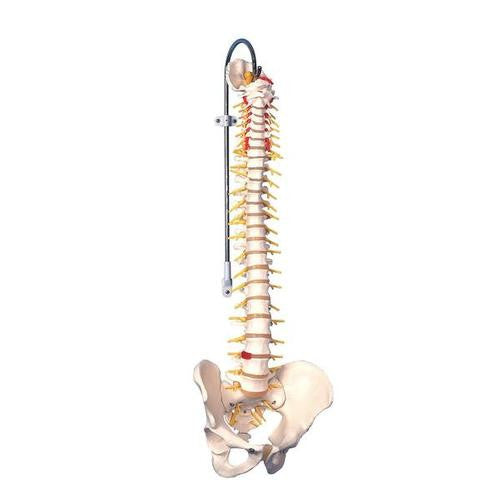 3B Scientific Deluxe Flexible Spine Model