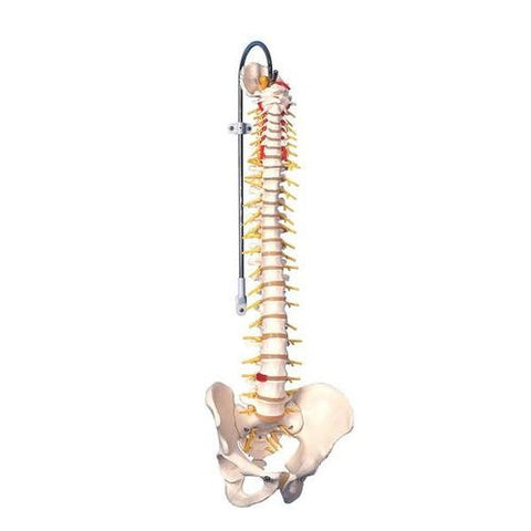 Image of 3B Scientific Deluxe Flexible Spine Model