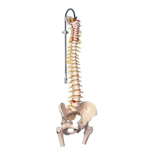 3B Scientific Deluxe Flexible Spine Model with Femur Heads