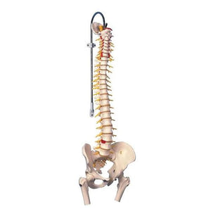 3B Scientific Deluxe Flexible Spine Model with Femur Heads