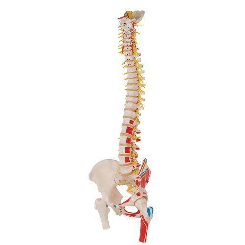 3B Scientific Deluxe Flexible Spine Model with Femur Heads and Painted Muscles