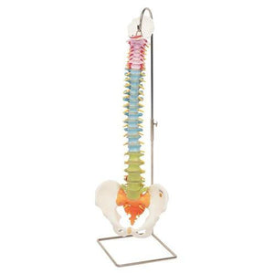 3B Scientific Didactic Flexible Spine Model