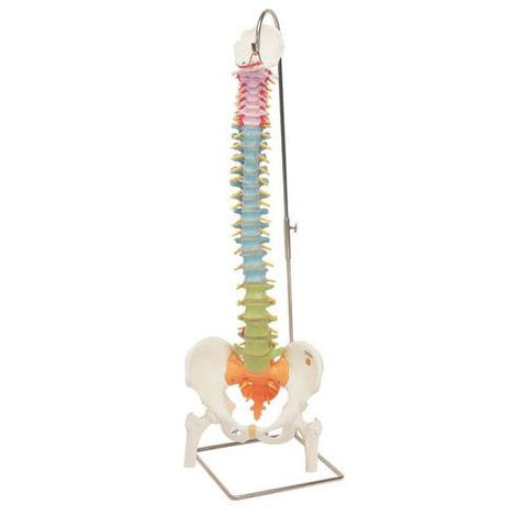 Image of 3B Scientific Didactic Flexible Spine Model with Femur Heads