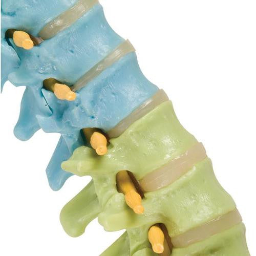 3B Scientific Didactic Flexible Spine Model with Femur Heads