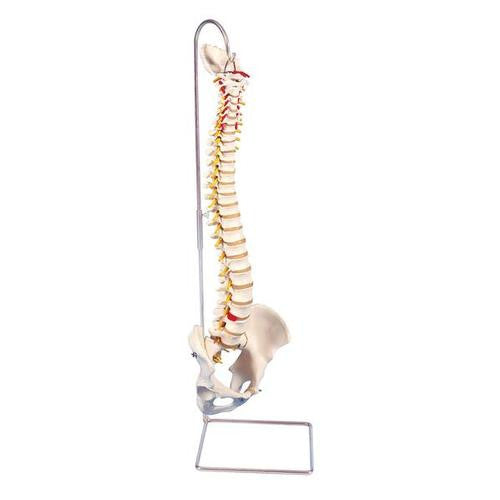 3B Scientific Highly Flexible Spine Model