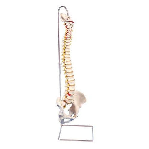 Image of 3B Scientific Highly Flexible Spine Model