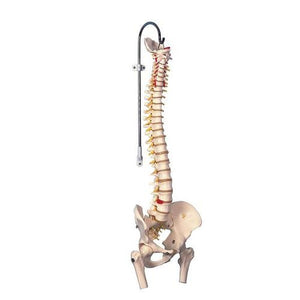 3B Scientific Highly Flexible Spine Model with Femur Heads