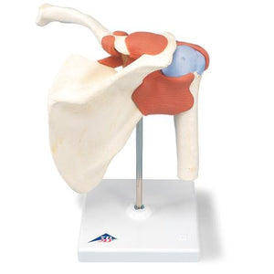 3B Scientific Deluxe Functional Shoulder Joint Model