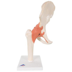 3B Scientific Deluxe Functional Hip Joint Model