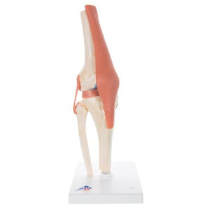 3B Scientific Deluxe Functional Knee Joint Model