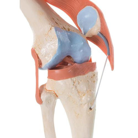 Image of 3B Scientific Deluxe Functional Knee Joint Model