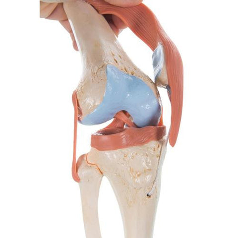 Image of 3B Scientific Deluxe Functional Knee Joint Model