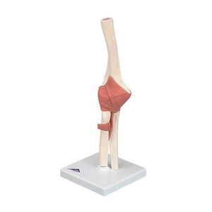 3B Scientific Deluxe Functional Elbow Joint Model