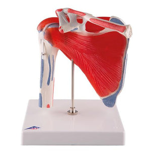 3B Scientific Shoulder Joint with Rotator Cuff - 5 part