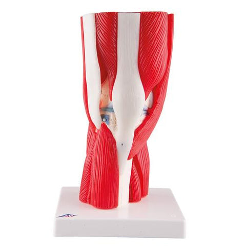 Image of 3B Scientific Knee Joint with Removable Muscles, 12 part