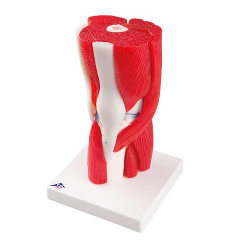 Image of 3B Scientific Knee Joint with Removable Muscles, 12 part