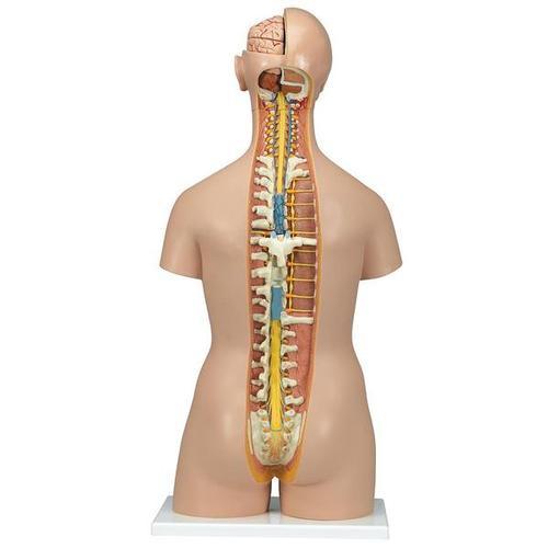3B Scientific Classic Unisex Torso with Opened Neck and Back, 18-part