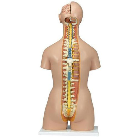 Image of 3B Scientific Deluxe Dual Sex Torso with Opened Back, 28-part
