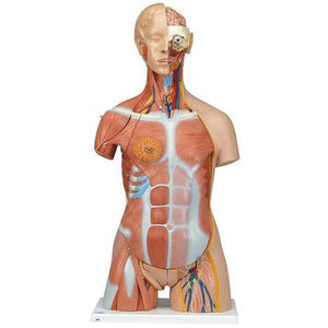 3B Scientific Deluxe Dual Sex Muscle Torso, 31-part