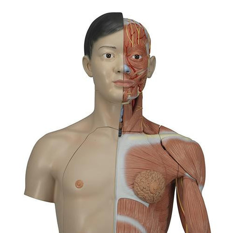 Image of 3B Scientific Life-Size Asian Dual Sex Torso with muscular arm, 33-part