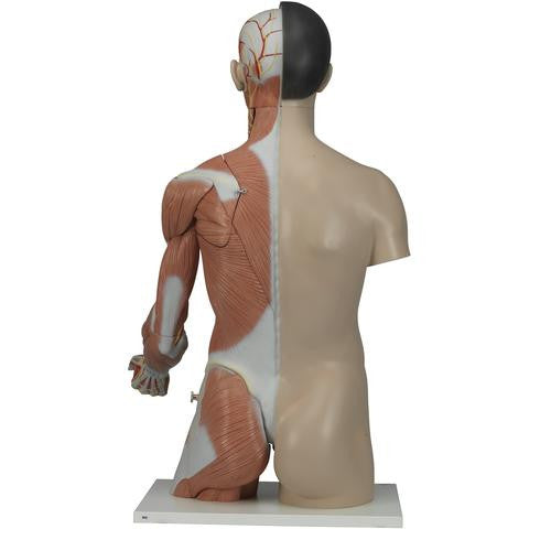3B Scientific Life-Size Asian Dual Sex Torso with muscular arm, 33-part
