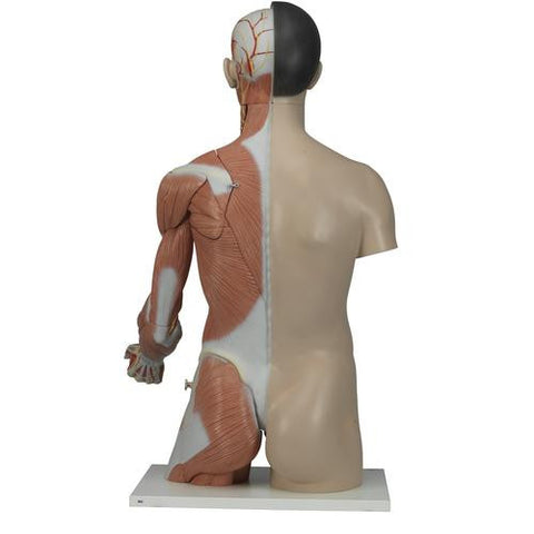 Image of 3B Scientific Life-Size Asian Dual Sex Torso with muscular arm, 33-part