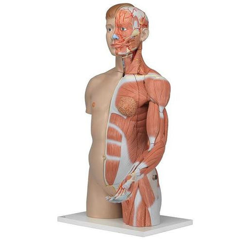 Image of 3B Scientific Life-size Dual Sex Torso with Muscle Arm, 33-part