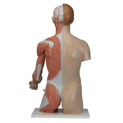 Image of 3B Scientific Life-size Dual Sex Torso with Muscle Arm, 33-part