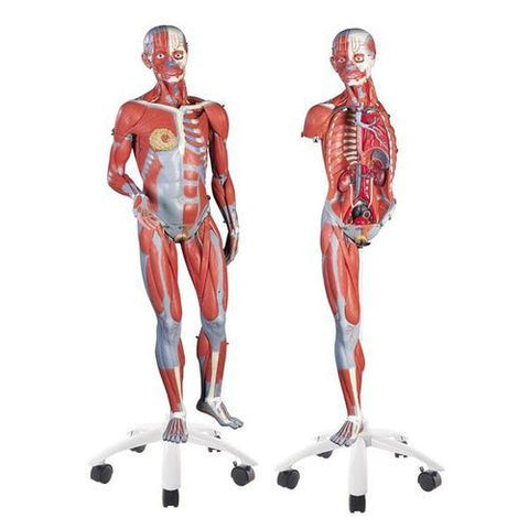 Image of 3B Scientific 3/4 Life-Size Dual Sex Muscle Model on a metal stand with 5 casters, 45-part