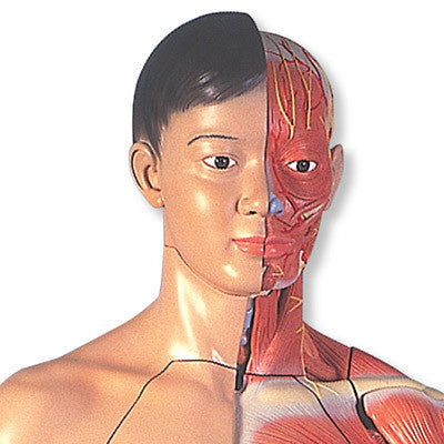 3B Scientific Life-Size Dual Sex Asian Human Figure, 39-part