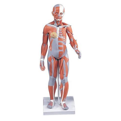 3B Scientific 1/2 Life-Size Complete Female Muscular Figure, 21 part Without Internal Organs
