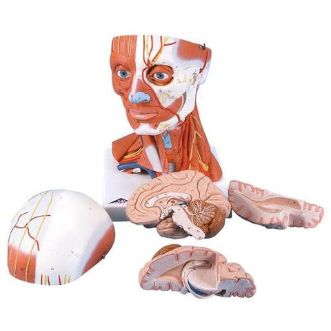Image of 3B Scientific Head and Neck Musculature, 5 part