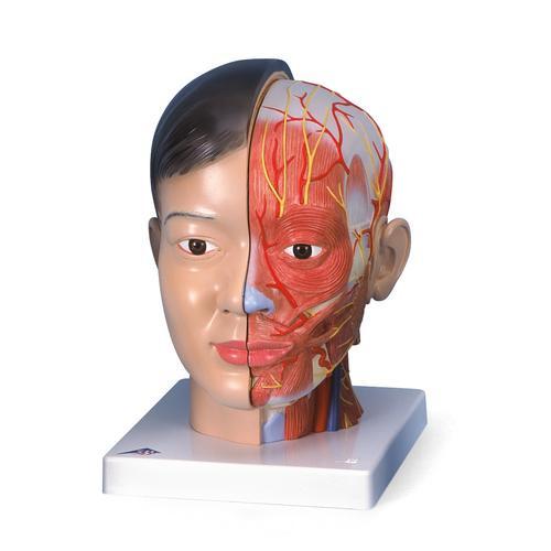 3B Scientific Asian Deluxe Head with Neck, 4 part