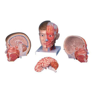 3B Scientific Head with Neck, 4 part