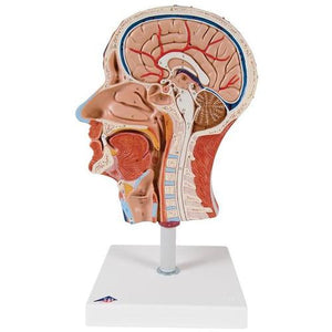 3B Scientific Half Head with Musculature