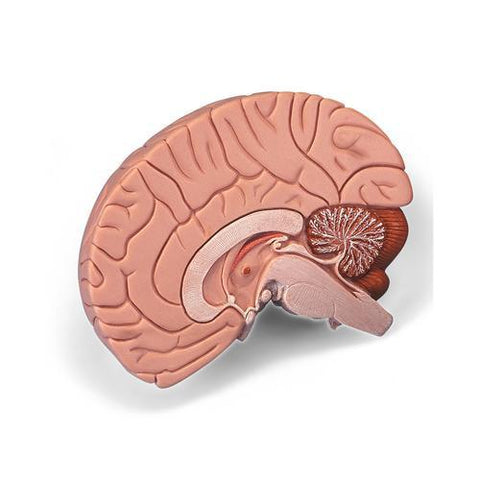 Image of 3B Scientific Brain Model, 2 part