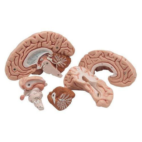 Image of 3B Scientific Classic Brain, 5 part