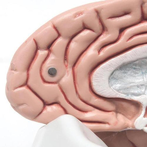 Image of 3B Scientific Classic Brain, 5 part