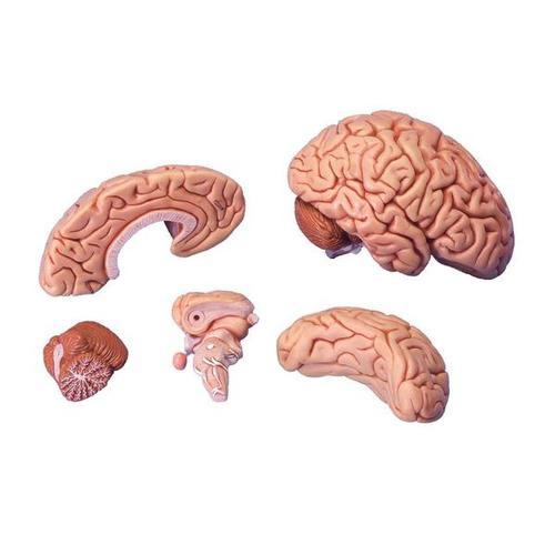 3B Scientific Classic Brain, 5 part