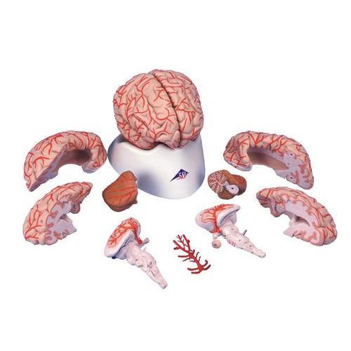 3B Scientific Brain with Arteries, 9 part
