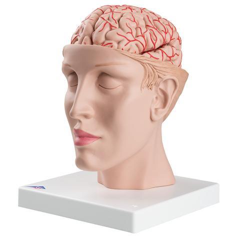 3B Scientific Brain with Arteries on Base of Head, 8 part