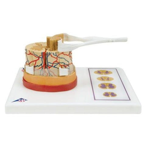 Image of 3B Scientific Spinal Cord Model 5 times life size
