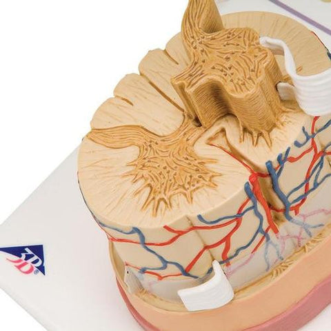 Image of 3B Scientific Spinal Cord Model 5 times life size