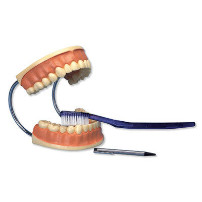 3B Scientific Giant Dental Care Model, 3 times life size